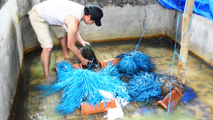 Thu nhập cao từ nuôi lươn không bùn bằng dây ni lông