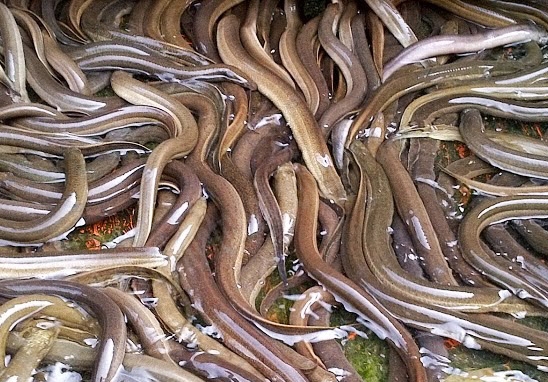 Những lưu ý nuôi lươn thâm canh không bùn