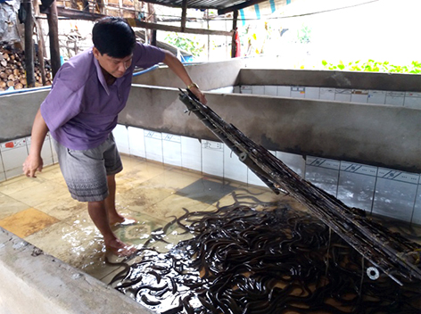 Hậu Giang Triển vọng mô hình nuôi lươn đồng thương phẩm