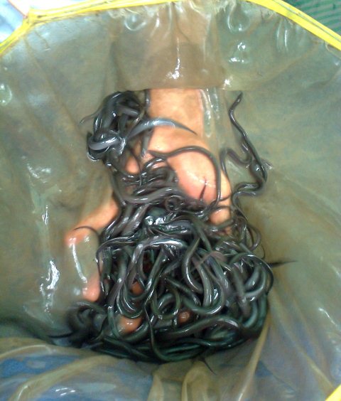 nuoi luon trong be bat