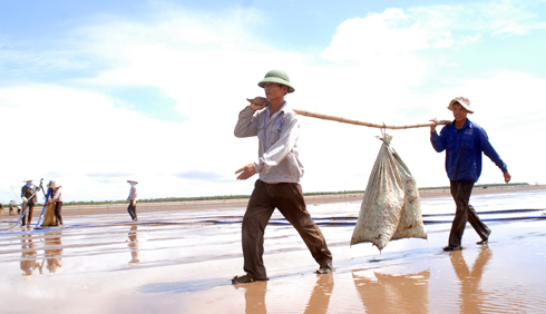 nuôi ngao thương phẩm
