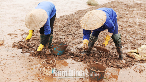 Phát triển nuôi ngao Nam Đinh