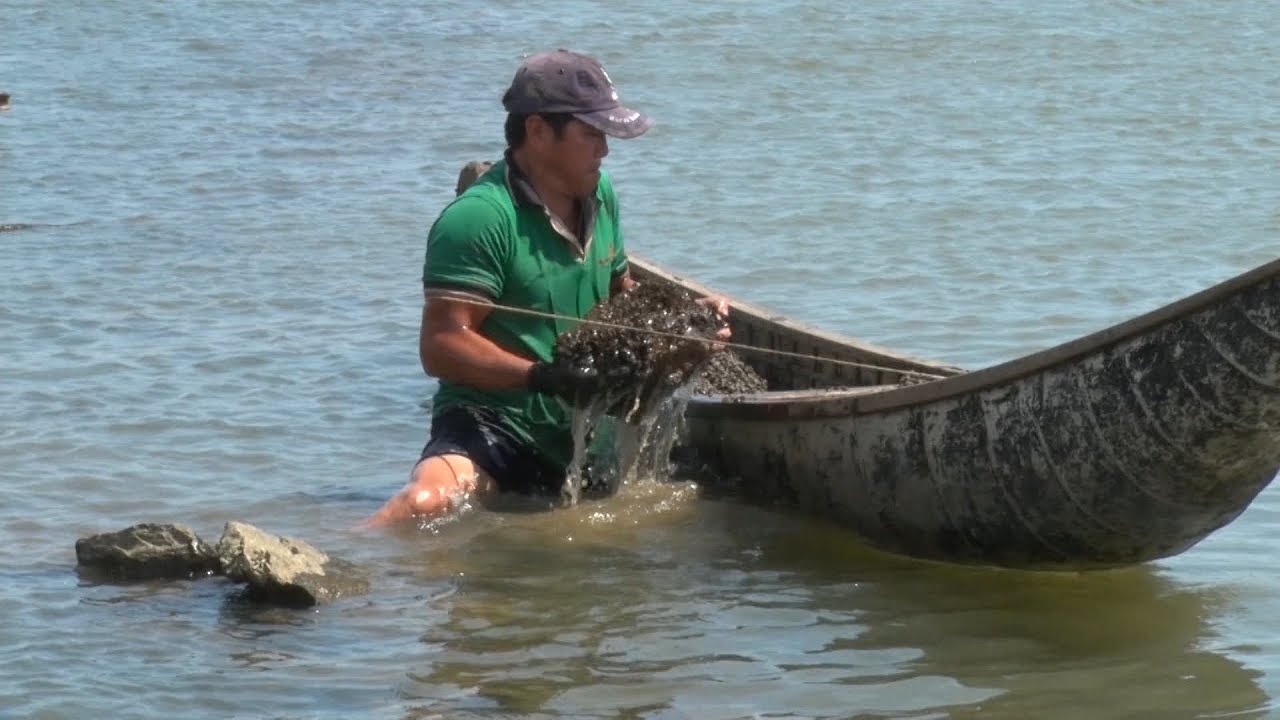 Tái diễn lấn chiếm đất mặt nước đầm Ô Loan để nuôi ốc cháy