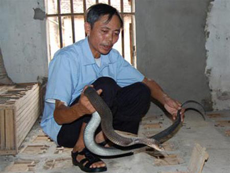 Hầu hết người nuôi rắn hiện có thu nhập khá.