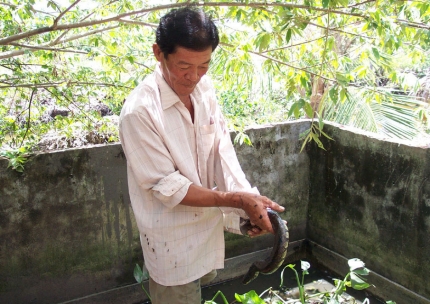 nuôi ra ri tượng