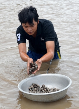 Nuôi sò huyết trên sông