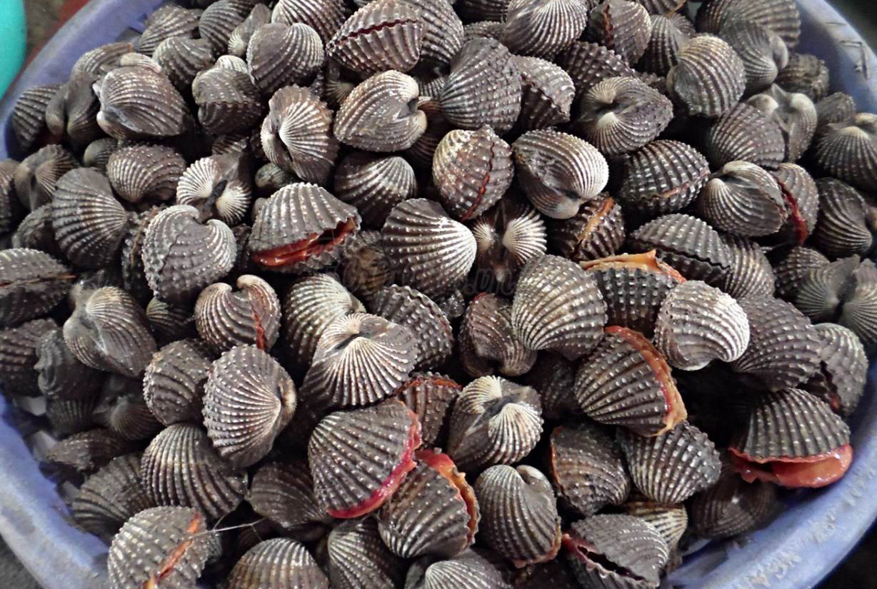 Nuôi sò huyết, nuôi sò huyết Bến Tre, sản lượng sò huyết, sản lượng sò huyết Bến Tre, Thủy sản