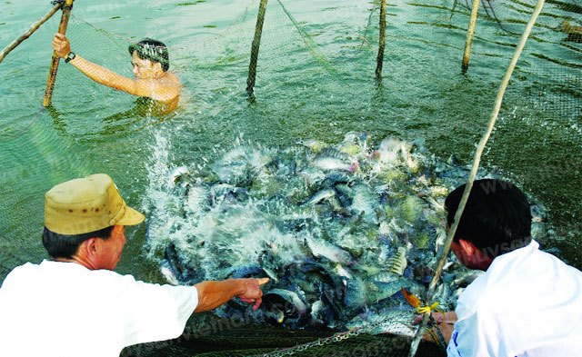 nuoi tham canh ca ro phi