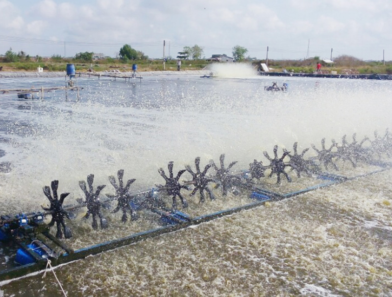 Nông dân Hà Tĩnh lãi tiền tỷ từ mô hình nuôi tôm thâm canh 3 giai đoạn  Sở  Nông nghiệp và Phát triển Nông thôn Hà Tĩnh