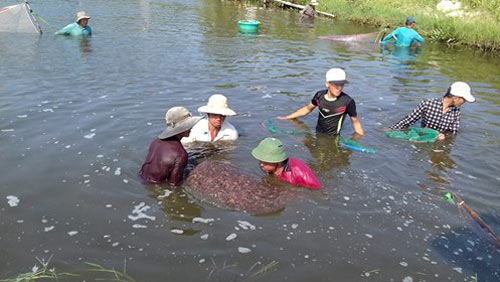 Bí quyết trúng đậm nhờ nuôi tôm '3 không'