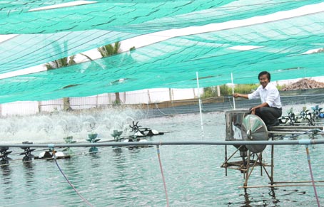 nuôi tôm ở Đồng Nai