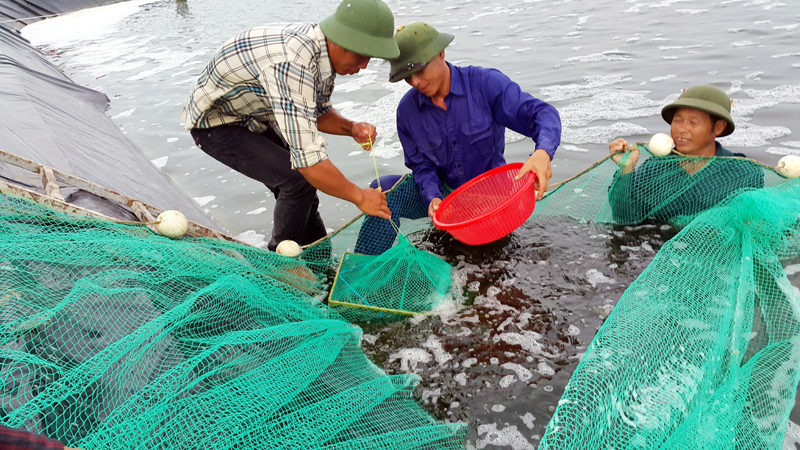 Nuôi tôm ở Quảng Ninh