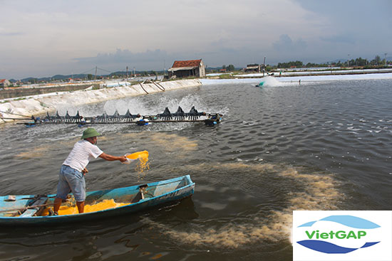 Nghệ An có 5 vùng nuôi tôm đủ tiêu chuẩn chứng nhận VietGAP