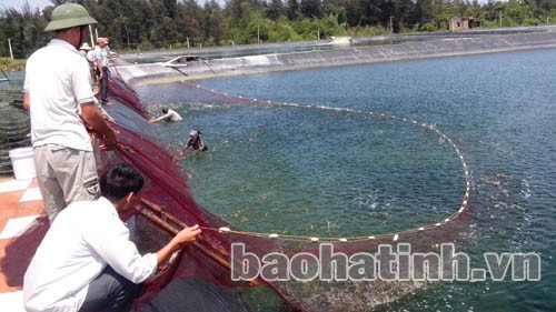 nuôi tôm Xuân Phổ