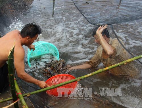 Nuôi tôm trong ao lót bạt, lãi hàng trăm triệu đồng