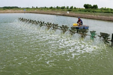 Bạc Liêu phát triển nuôi trồng thủy sản theo hướng liên kết