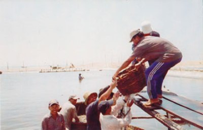 Nuôi tôm bằng E.M Trùn cho năng suất cao, người nuôi phấn khởi - Ảnh: CTV