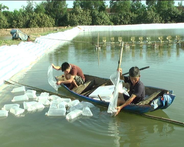 nuôi tôm bể bạt