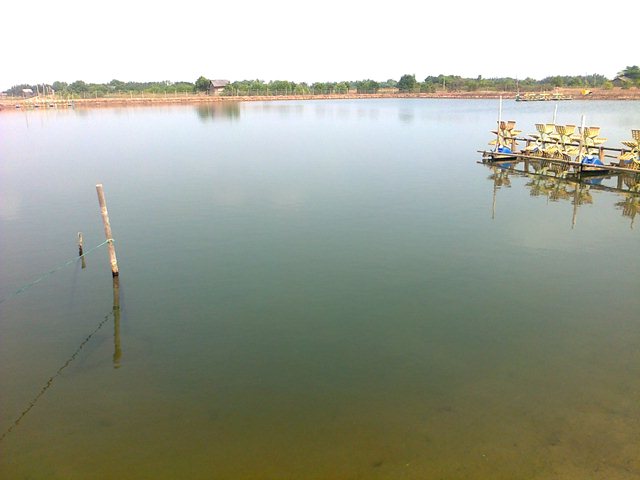 nuôi tôm biển Bạc Liêu