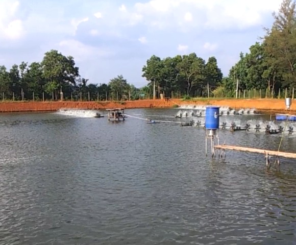 nuoi tom bien vung ngot hoa