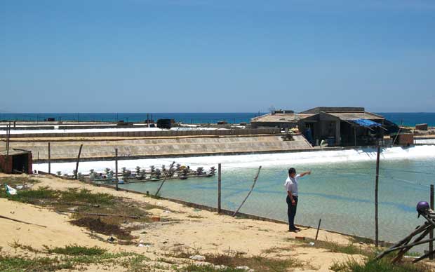 dua an nuoi tom binh dinh