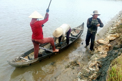 nuôi tôm Tuy Phước