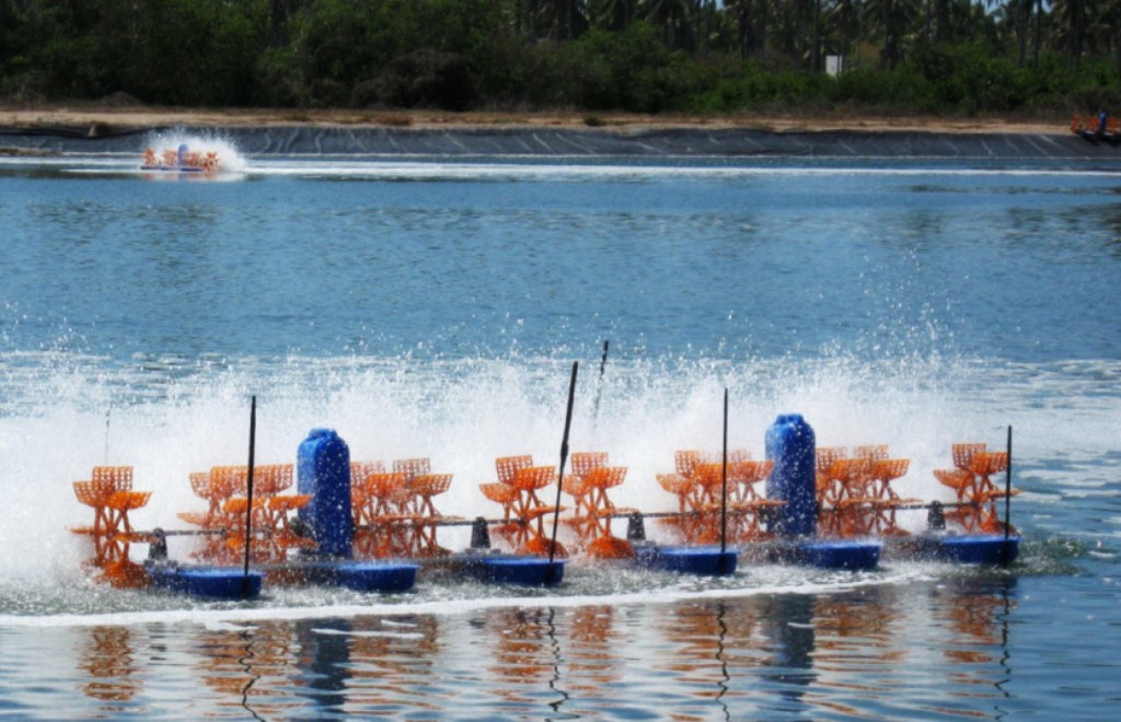 Nuôi tôm ứng dụng công nghệ cao