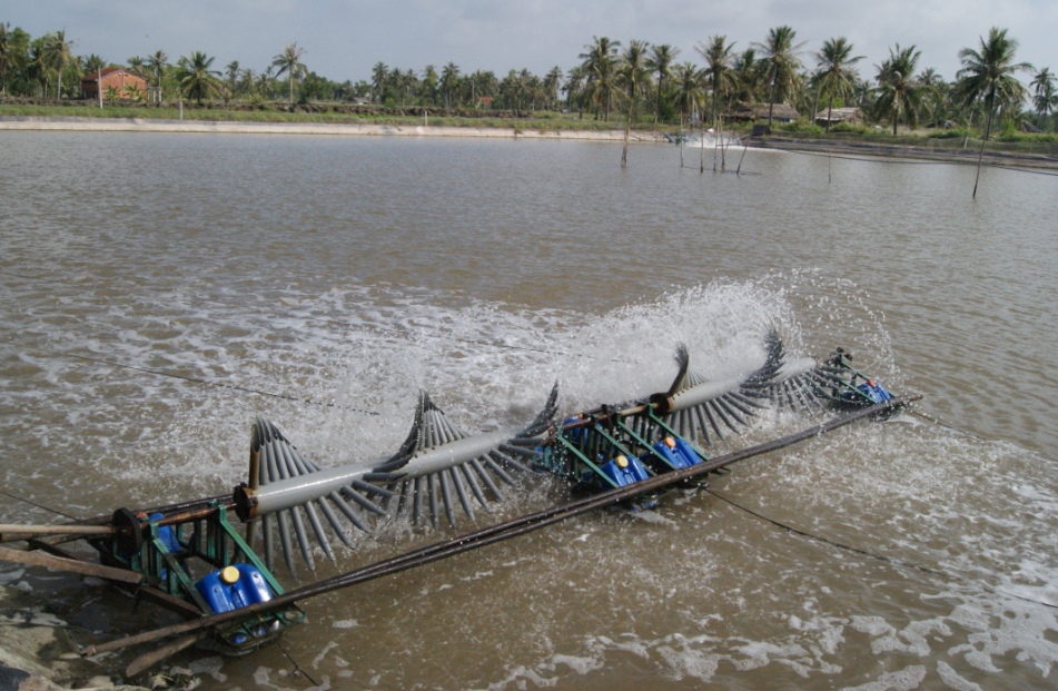 Nuôi tôm siêu thâm canh tăng đột biến