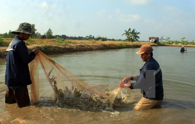 Nông dân tỉnh Cà Mau thu hoạch tôm