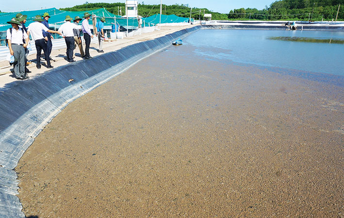 nuôi tôm siêu thâm canh, nuôi tôm siêu thâm canh Cà Mau, nuôi tôm