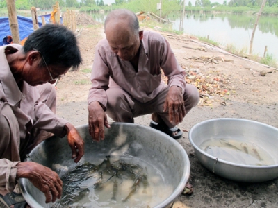 Nuôi tôm càng xanh