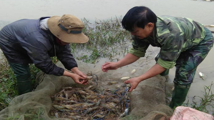 Tôm nguyên liệu ở Cà Mau đang tiếp tục đà tăng giá trở lại