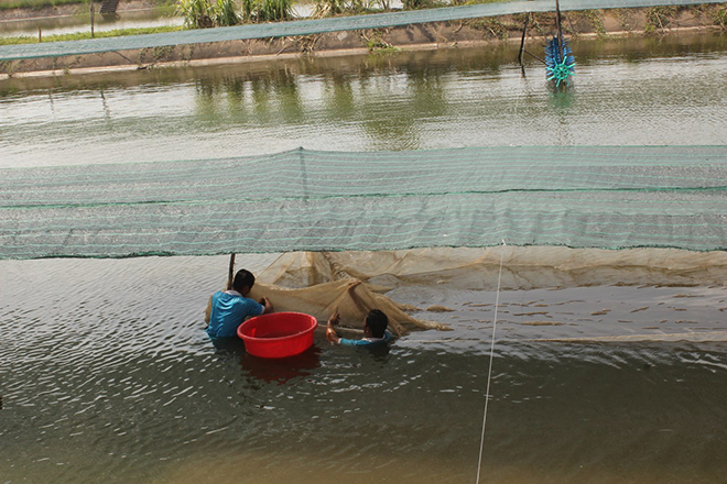 Xã hội hóa nuôi tôm càng xanh toàn đực trong ao đất