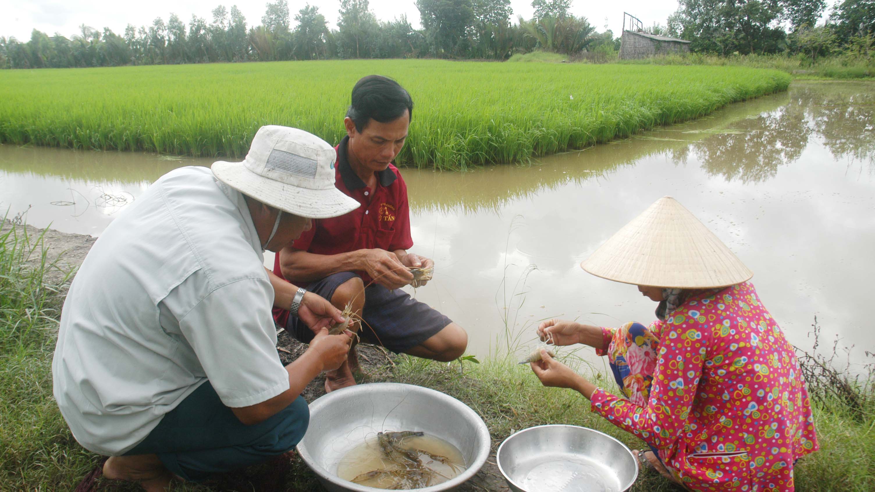 Mô hình nuôi tôm càng xanh - lúa tại thị xã Giá Rai