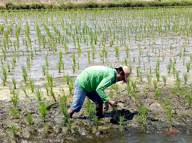 Tôm càng xanh xen canh lúa hiệu quả cao