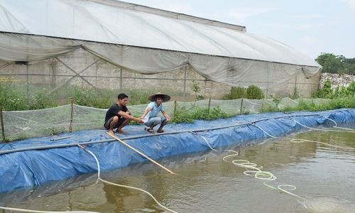 nuôi tôm càng xanh, nuôi tôm, nuôi tôm công nghệ cao, sử dụng vi sinh trong nuôi tôm, thủy sản