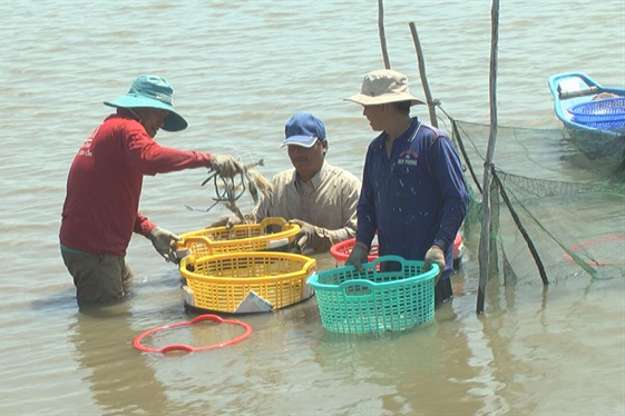 Đồng Tháp quy hoạch hơn 2.000 ha nuôi tôm càng xanh