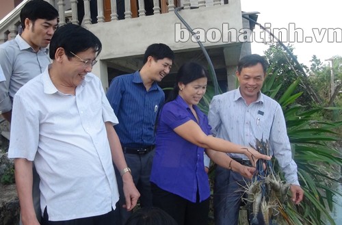 nuôi tôm càng xanh