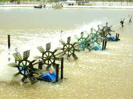 hỗ trợ kinh phí để nuôi tôm ở cầu ngang