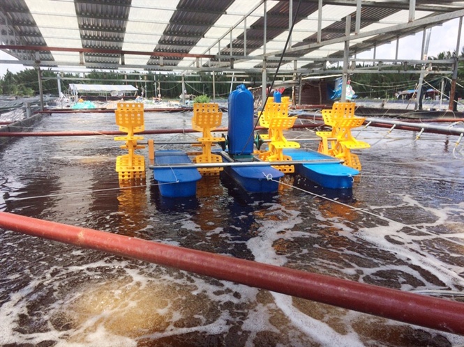 Nuôi tôm công nghệ cao ở Cần Đước, nuôi tôm, hợp tác xã nuôi tôm