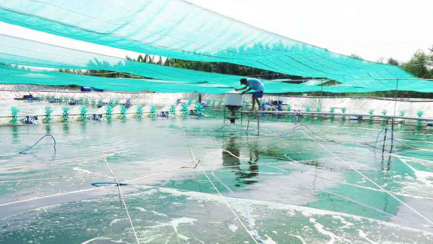 Cần Giuộc: Năm 2017, sản lượng tôm đạt 5.000 tấn