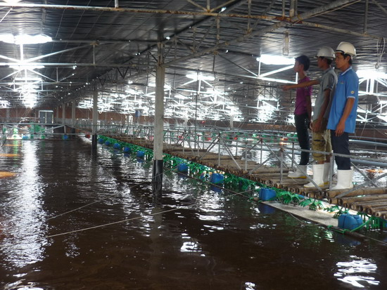 nuôi tôm công nghệ cao