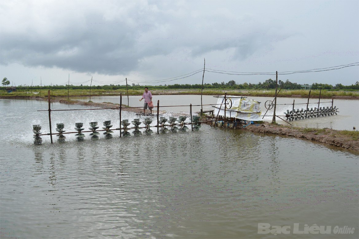 nuoi tom cong nghiep bac lieu