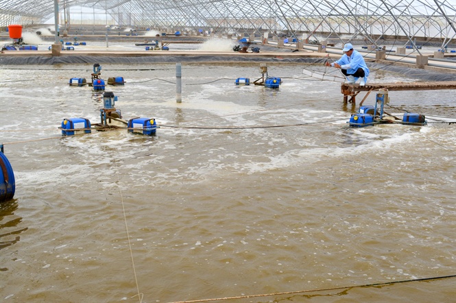 Nuôi tôm công nghiệp ở Bạc Liêu