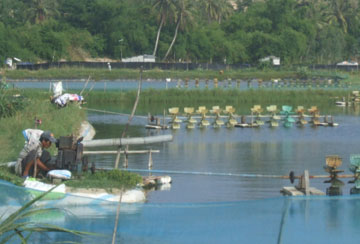 nuôi tôm công nghiệp