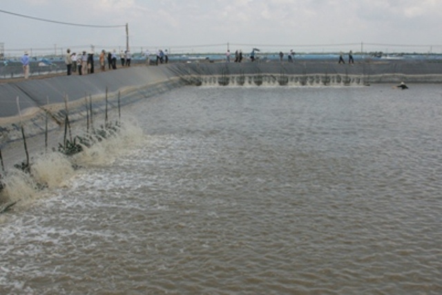 nuoi tom cong nghiep