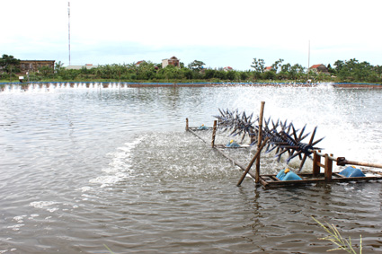 nuôi tôm công nghiệp