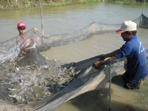 nuôi tôm công nghiệp