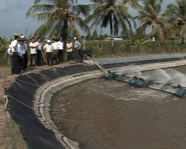 nuoi tom cong nghiep