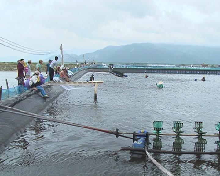 nuôi tôm công nghiệp